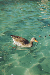 Ducks on the Lake at Sunset in Parc de la Ciutadella