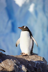 Proud gentoo penguin enjoying the sun in Antarctica © s.a.m.