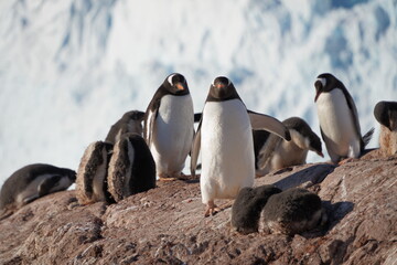 Obraz premium Gentoo penguin colony with offspring on a rock