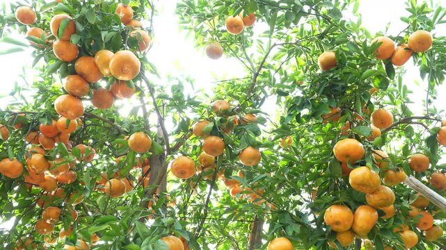 Close-up of fresh ripe mandarin oranges on a branch in a sunlit Vietnam orchard.