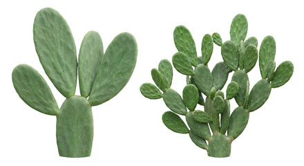 Prickly Pear Cactus Plants Isolated on White Background