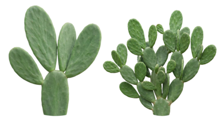 Prickly Pear Cactus Plants Isolated on White Background