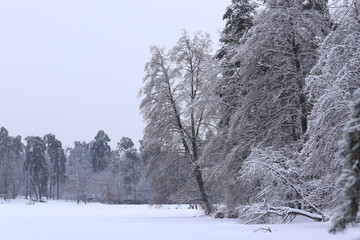 Winter snowy landscape. Snow-covered lake and trees around it. Nature in winter, trees covered with snow, cloudy sky. Winter snowy weather. Forest around the lake, park. Light snowfall