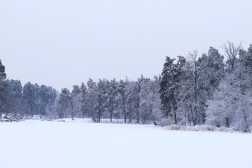 Winter snowy landscape. Snow-covered lake and trees around it. Nature in winter, trees covered with snow, cloudy sky. Winter snowy weather. Forest around the lake, park. Light snowfall