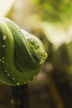 green tree python