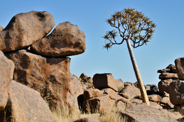 Landscape with quiver trees (Aloe dichotoma), Africa