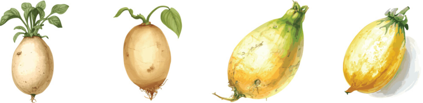 Watercolor jicama vegetable set, Mexican turnip, yam bean. Isolated on white background