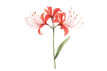 Watercolor Spider Lily Flower Stem Vector Illustration Isolated on Transparent Background Botanical Clipart
