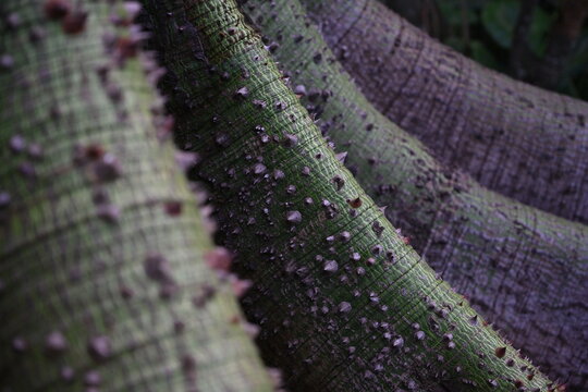 Jardin botanico , Tenerife