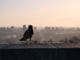Obraz premium Silhouette of a gray crow on a concrete parapet against the background of a blurred cityscape at dawn. Kyiv, Ukraine.