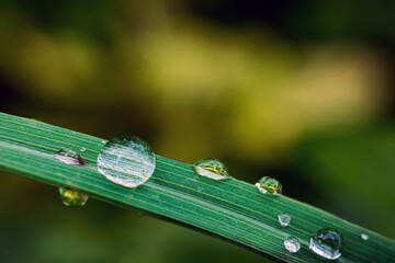 Macro image of water droplets on green leaves, close-up of rainy season drops rainwater on the green leaf