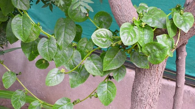 Home grown organic fresh Malabar Spinach that is leafy vegetable climbing beautifully around a tree in garden