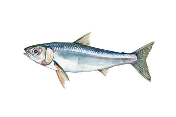 Sardine Fish Watercolor Illustration Isolated on Transparent Background Hand Painted Seafood Art