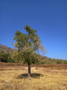 Large tamarind pods are still on the tree.