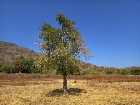 Large tamarind pods are still on the tree.