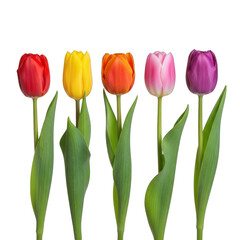 Vibrant tulips isolated on transparent background