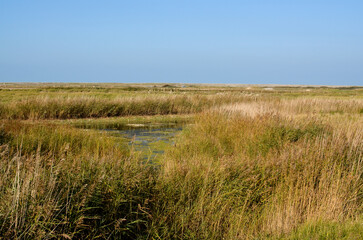 La réserve d'avifaune du hâble d'Ault, zone naturelle protégée, Somme, 80, Region Picardie,...