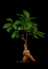 Ficus elastica plant isolated on black background, with clipping path