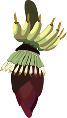 Unripe banana fruit and inflorescence of banana plant