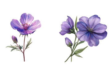 Watercolor Purple Wildflower Vector Illustration Isolated on Transparent Background