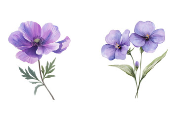 Watercolor Purple Wildflower Vector Illustration Isolated on Transparent Background