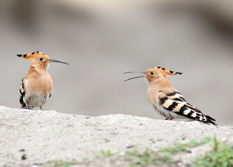 A single and a pair of common hoopoe (Upupa epops) are photographed close-up against a blurred background. © VOLODYMYR KUCHERENKO