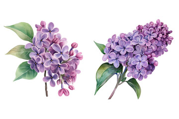 Purple Lilac Flower Watercolor Illustration Isolated on Transparent Background Hand Painted Botanical Art