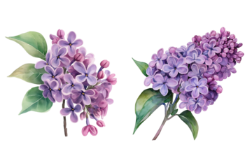 Purple Lilac Flower Watercolor Illustration Isolated on Transparent Background Hand Painted Botanical Art