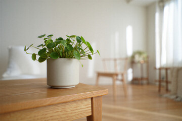 A healthy green Pilea Peperomioides plant in a simple white pot sits on a wooden table in a brightly lit room with soft curtains in the background