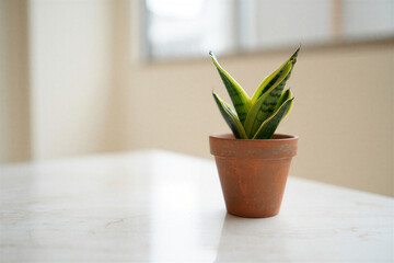 A small potted Sansevieria plant with vibrant green and yellow striped leaves sits in a terracotta pot on a lightcolored textured surface indoors near a window