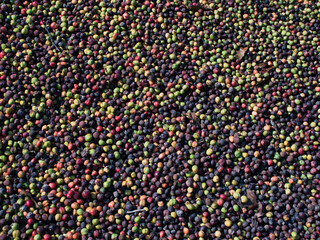 Fototapeta premium Harvesting and drying coffee beans on a mesh surface.