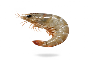 Raw shrimp detail isolated on transparent background, fresh seafood