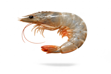 Isolated prawn with transparent background, seafood, ready to cook.