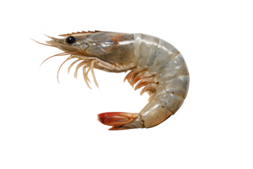 Isolated prawn seafood illustration on transparent background image.