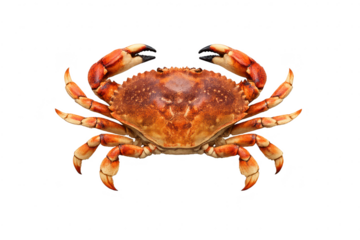 Delicious cooked crab with transparent background and nice big claws.