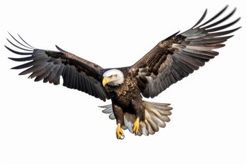 Fototapeta premium Bald eagle flying on a white background with wings wide open