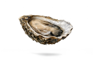 Fresh oyster with a transparent background, ready to eat, fresh seafood