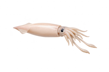 Isolated Squid with transparent background on a black screen view mode