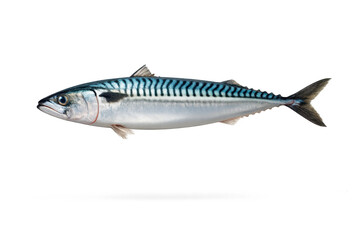 Naklejka premium Beautiful Mackerel on a transparent background, ready for your design!