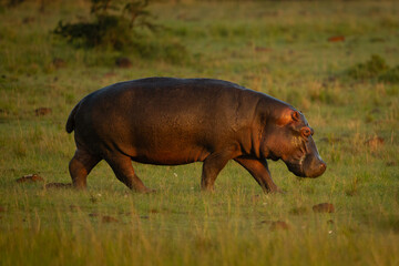 Hippo walks across grass plain at dawn