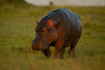 Hippo walks towards camera over grass plain