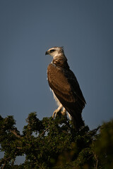 Juvenile martial eagle on treetop with catchlight