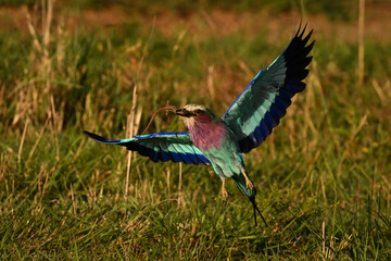 Lilac-breasted roller flying with lizard in beak