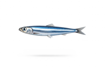 Detailed Anchovy Illustration on transparent background, Silver Fish.