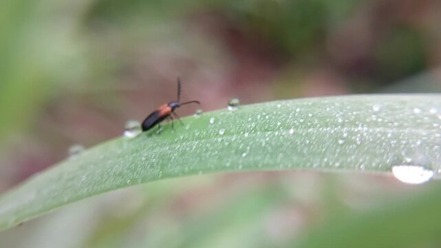 macro soldier beetle (cantharis) on a leaf with a blurry background, adult hunts other insects, often waiting on flowers for potential prey to arrive. The larvae hunt snails and worms