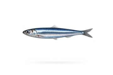 Shiny Sardine Isolated with transparent background on a Black Backdrop