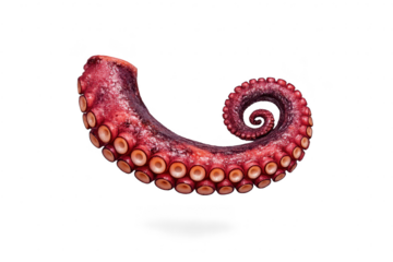 Detailed octopus tentacle with transparent background, seafood art