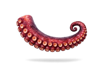 Octopus tentacle isolated on a transparent background close-up view.