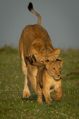 Lioness chases cub on grass toward camera