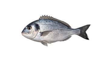 Obraz premium Isolated Gilthead Seabream Fish on transparent background, fresh catch